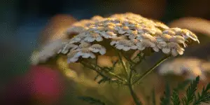 Yarrow Flower