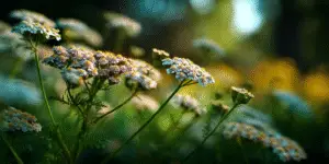 Yarrow (8)