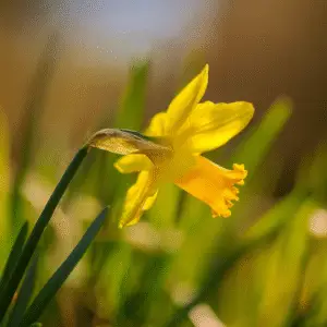 Bright yellow daffodil in sunlight.
