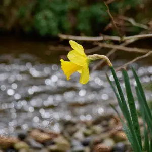 Single yellow daffodil by stream