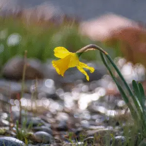 Single yellow daffodil in sunlight