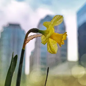 Yellow daffodil against urban backdrop.