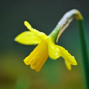 Vibrant yellow daffodil with raindrops