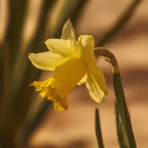 Single yellow daffodil in bloom