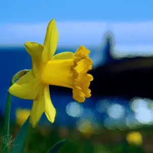 Bright yellow daffodil against blue background