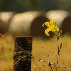 Daylily