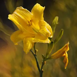 Yellow Daylily flower Hemerocallis