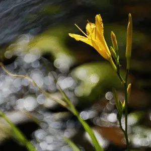 Daylily
