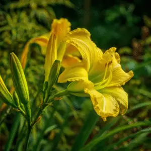 Yellow Daylily flower Hemerocallis