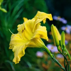 Daylily