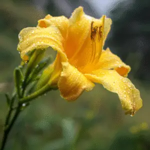 Yellow Daylily flower Hemerocallis