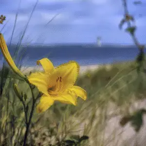 Yellow Daylily flower Hemerocallis