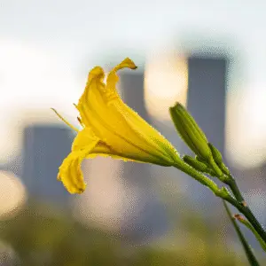 Yellow Daylily flower Hemerocallis