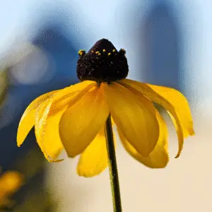 Black-Eyed Susan