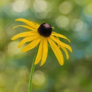 Yellow black-eyed Susan Flower