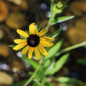 Black-Eyed Susan