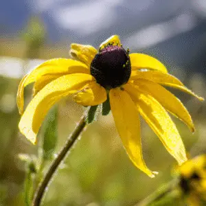 Black-Eyed Susan