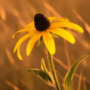 Yellow black-eyed Susan Flower
