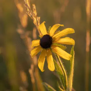 Black-Eyed Susan