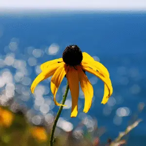 Yellow black-eyed Susan Flower