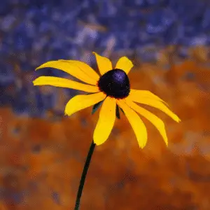 Black-Eyed Susan