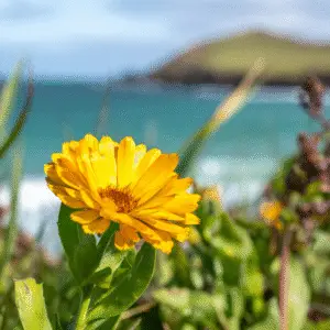 Yellow calendula flower