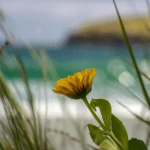 Yellow calendula flower