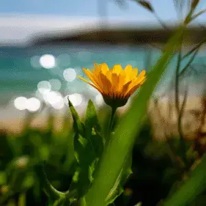 Calendula