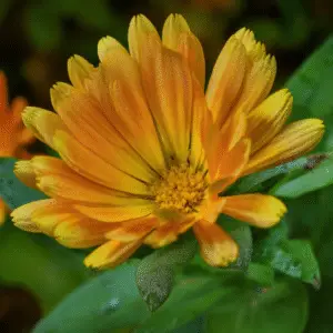 Yellow calendula flower