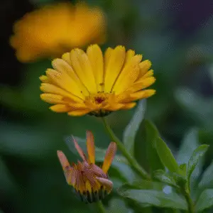 Calendula