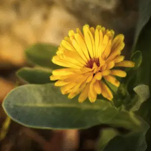 Calendula