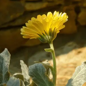 Calendula