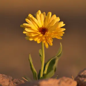 Yellow calendula flower
