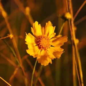 Yellow coreopsis
