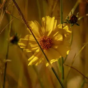 Yellow coreopsis