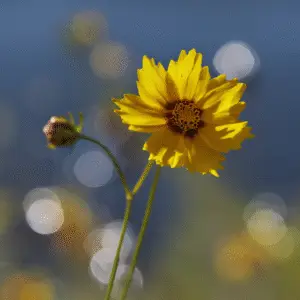 Yellow coreopsis