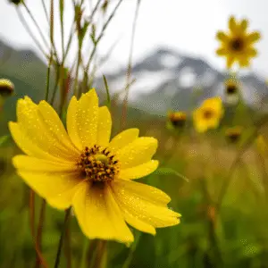 Yellow coreopsis