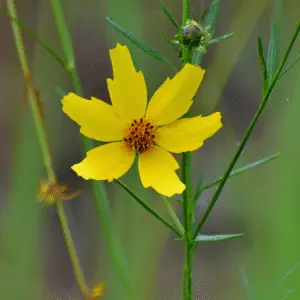 Yellow coreopsis