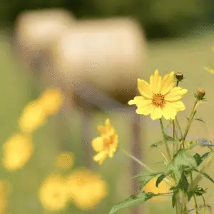 Yellow coreopsis
