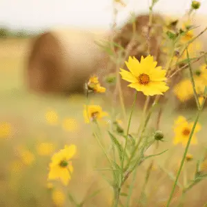 Yellow coreopsis