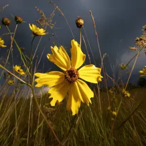 Yellow coreopsis