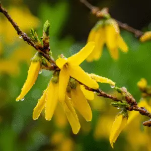 Yellow forsythia flower