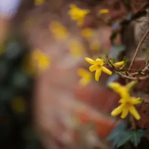 Forsythia