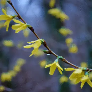 Yellow forsythia flower