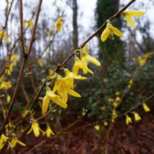 Forsythia