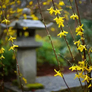 Yellow forsythia flower