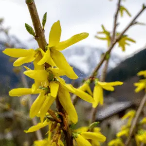 Yellow forsythia flower