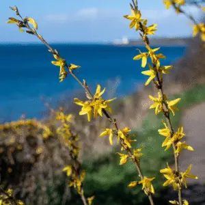Forsythia