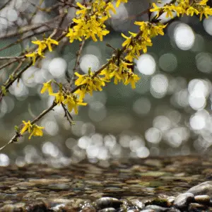 Yellow forsythia flower