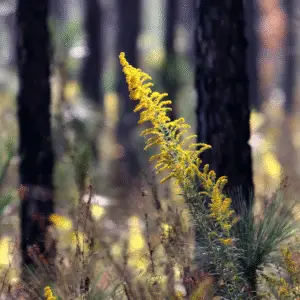 Goldenrod